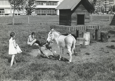 502813 Afbeelding van de ezels van de kinderboerderij in het Park Transwijk te Utrecht.